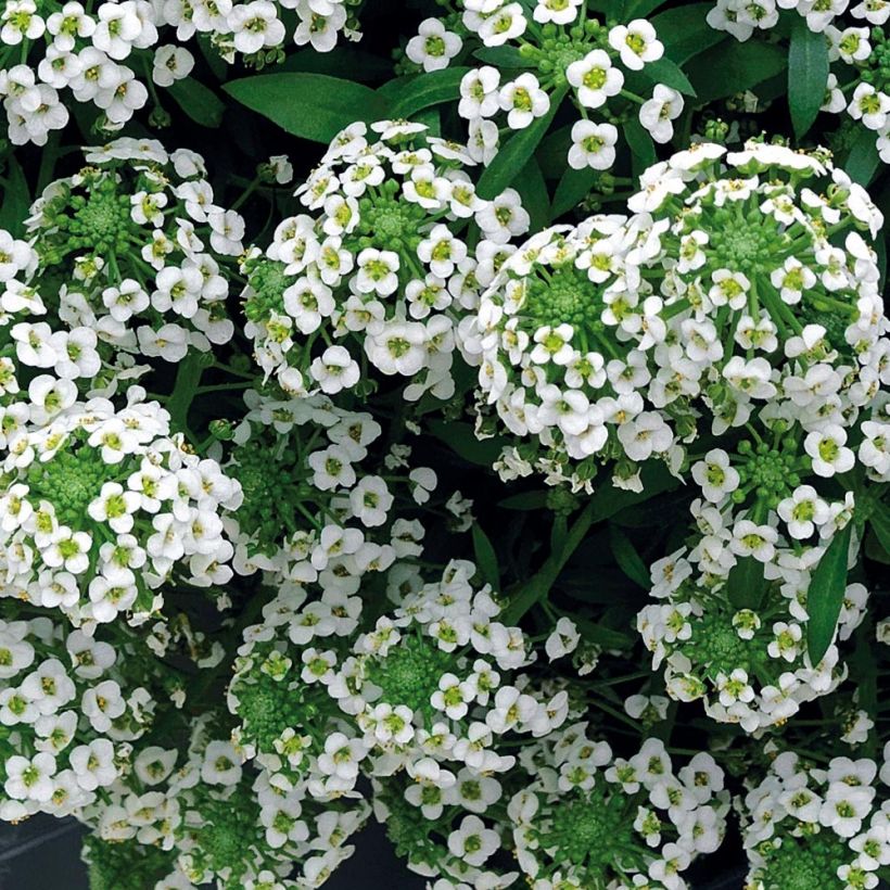 Lobularia maritima Snow Crystals - Zilverschildzaad (Flowering)