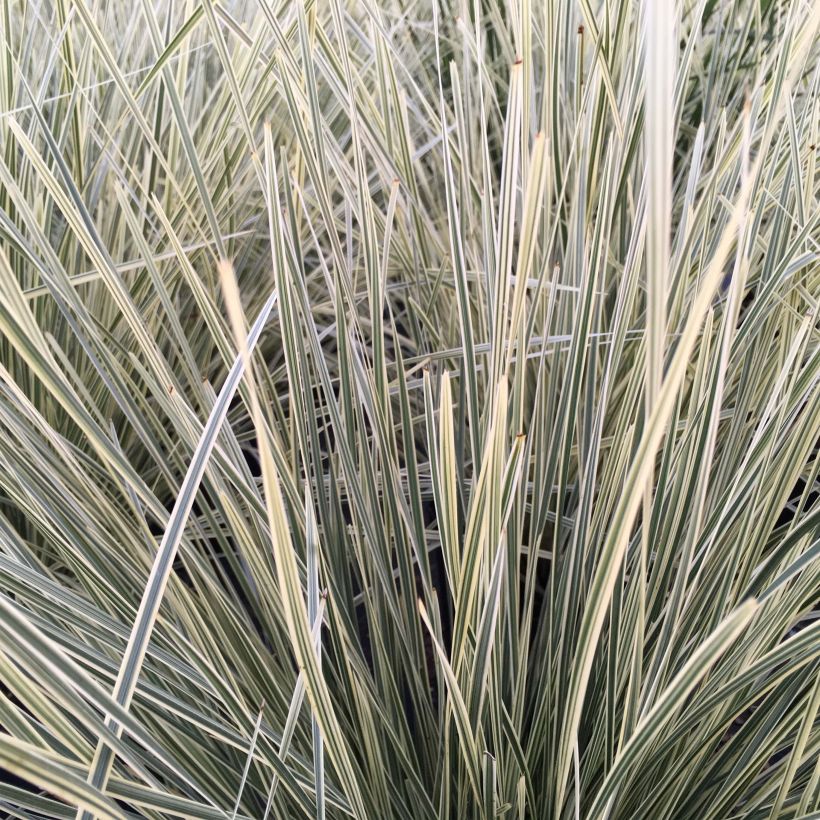 Lomandra White Sands - Lomandra (Foliage)