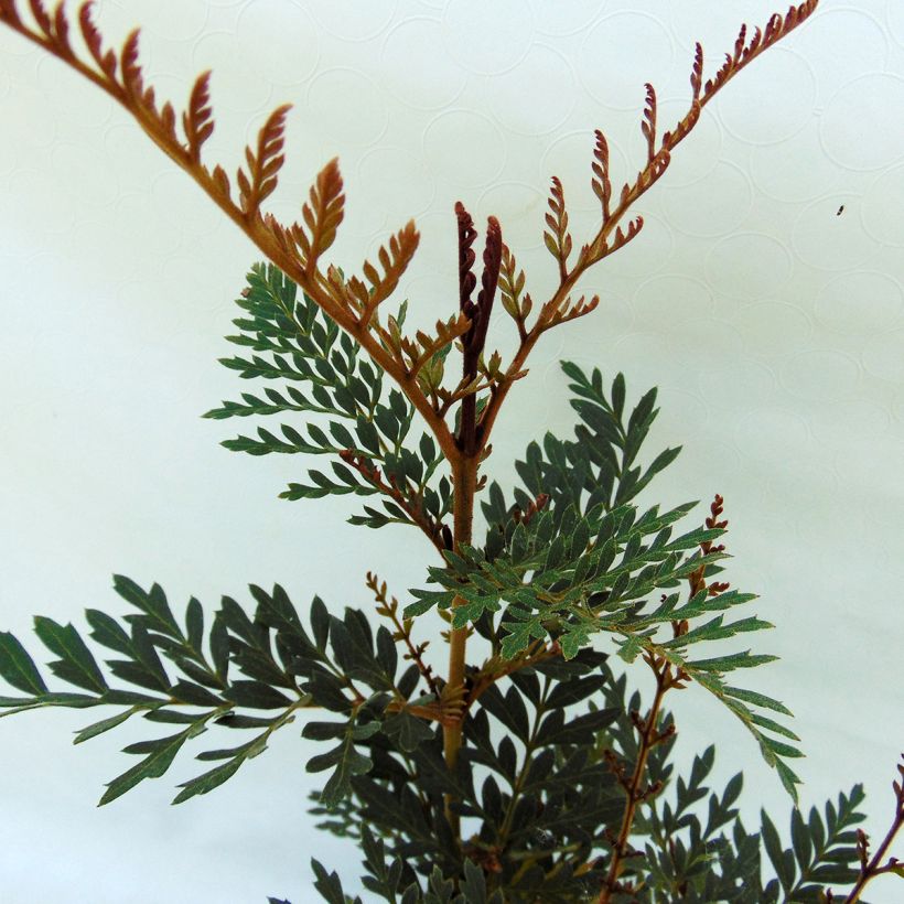Lomatia ferruginea - Lomatie (Foliage)