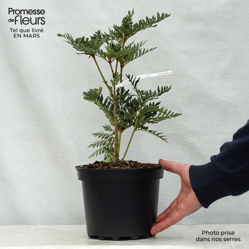 Exemplaar van Lomatia ferruginea - Lomatie Pot van 3 l/4 l zoals geleverd in de lente