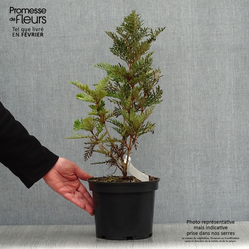 Example of Lomatia ferruginea - Lomatie Pot van 3 l/4 l as you get in hiver