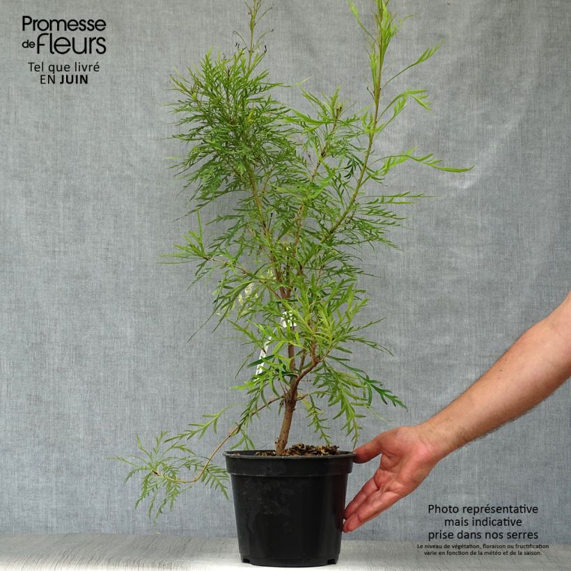 Exemplaar van Lomatia silaifolia - Lomatie Pot van 3 l/4 l zoals geleverd in de zomer
