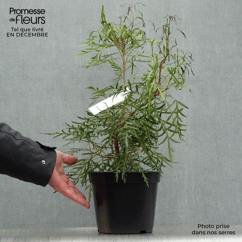Example of Lomatia silaifolia - Buisson frisé ou fougère persil Pot van 3 l/4 l as you get in hiver