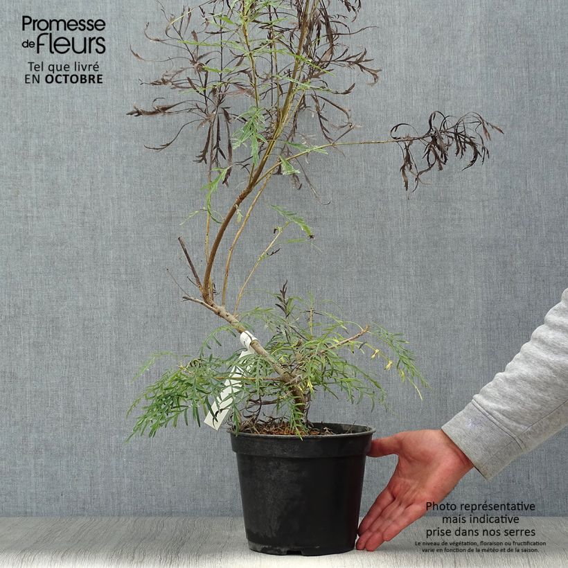 Exemplaar van Lomatia silaifolia - Lomatie Pot van 3 l/4 l zoals geleverd in de herfst