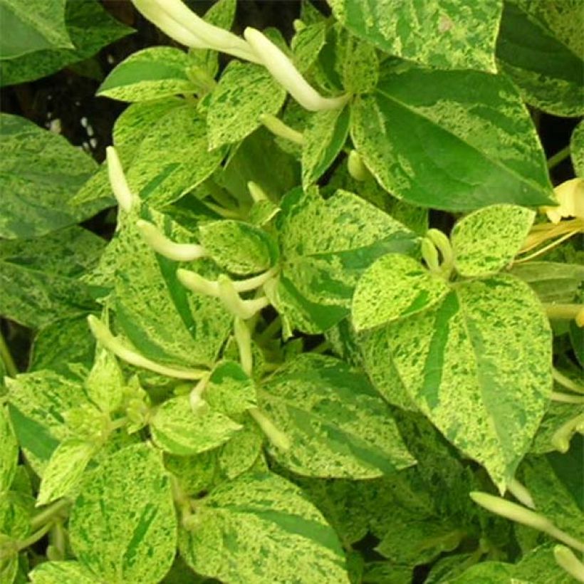 Lonicera japonica Mint Crisp - Japanse kamperfoelie (Foliage)