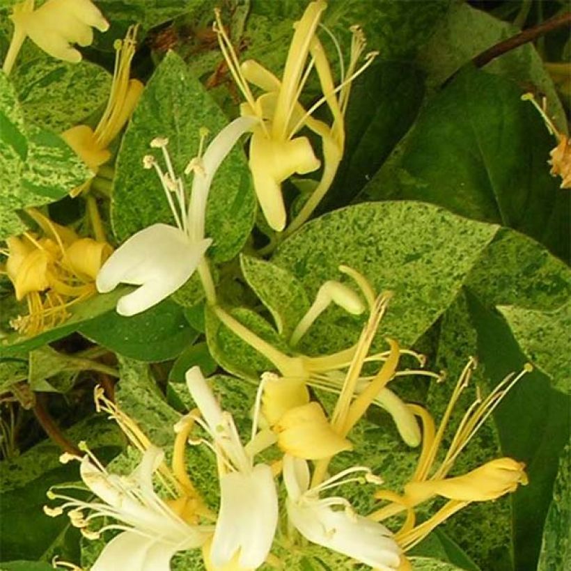 Lonicera japonica Mint Crisp - Japanse kamperfoelie (Flowering)