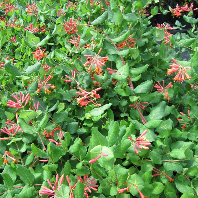 Lonicera brownii - Kamperfoelie (Bloei)
