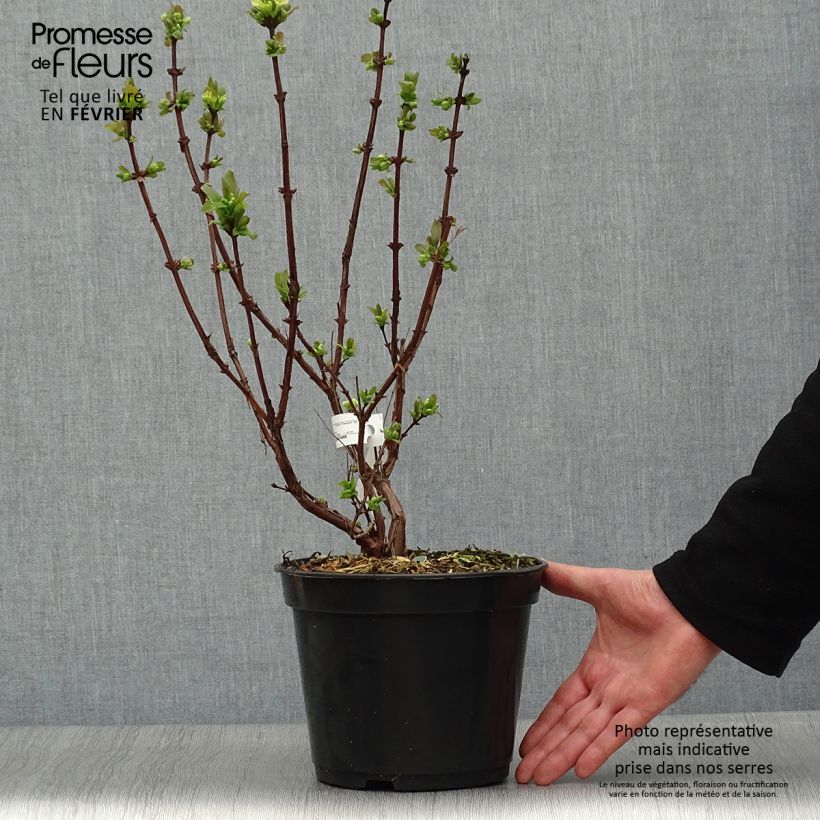 Example of Lonicera caerulea Boreal Beauty - Honingbes Pot van 3 l/4 l as you get in hiver