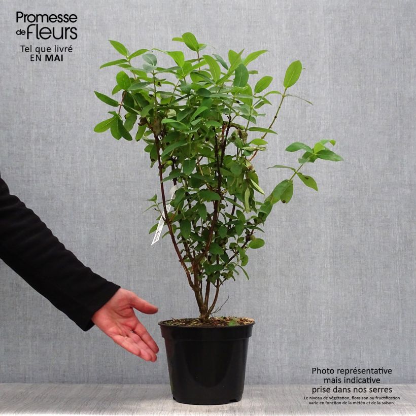 Exemplaar van Lonicera caerulea Boreal Beauty - Honingbes Pot van 3 l/4 l zoals geleverd in de lente