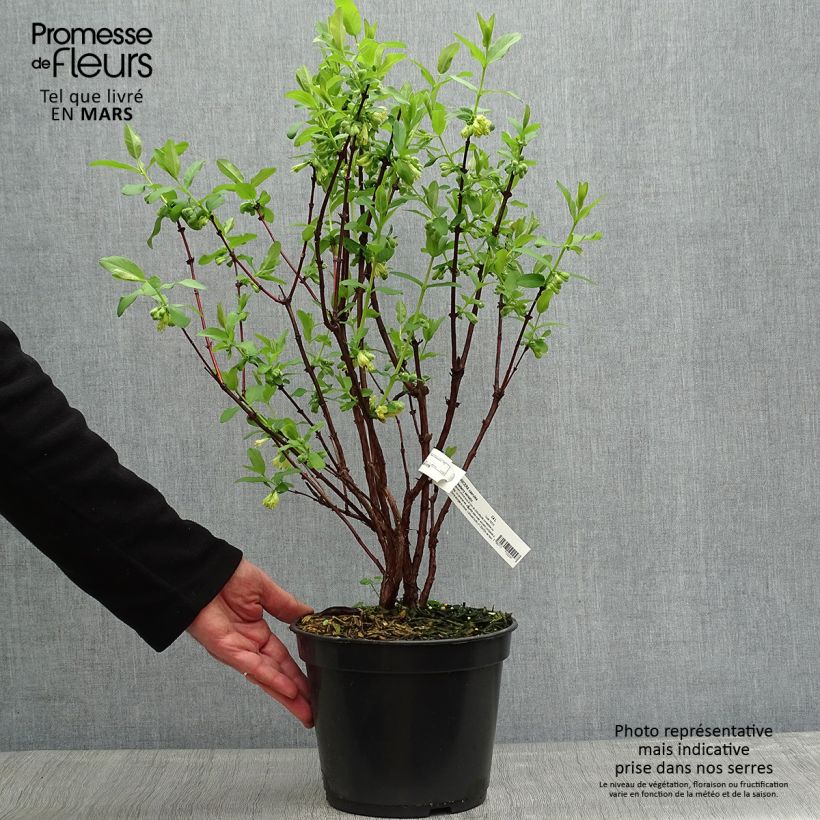 Exemplaar van Lonicera caerulea Strawberry Sensation - Honingbes Pot van 3 l/4 l zoals geleverd in de lente