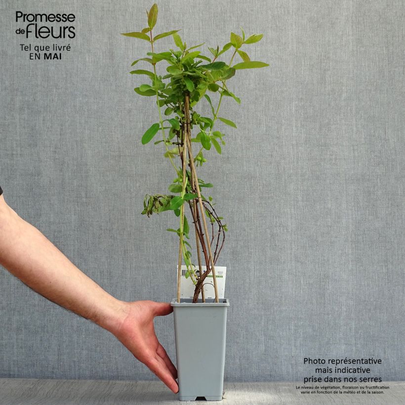 Exemplaar van Lonicera caerulea kamtchatica - Honingbes Pot van 1,5 l/2 l zoals geleverd in de lente