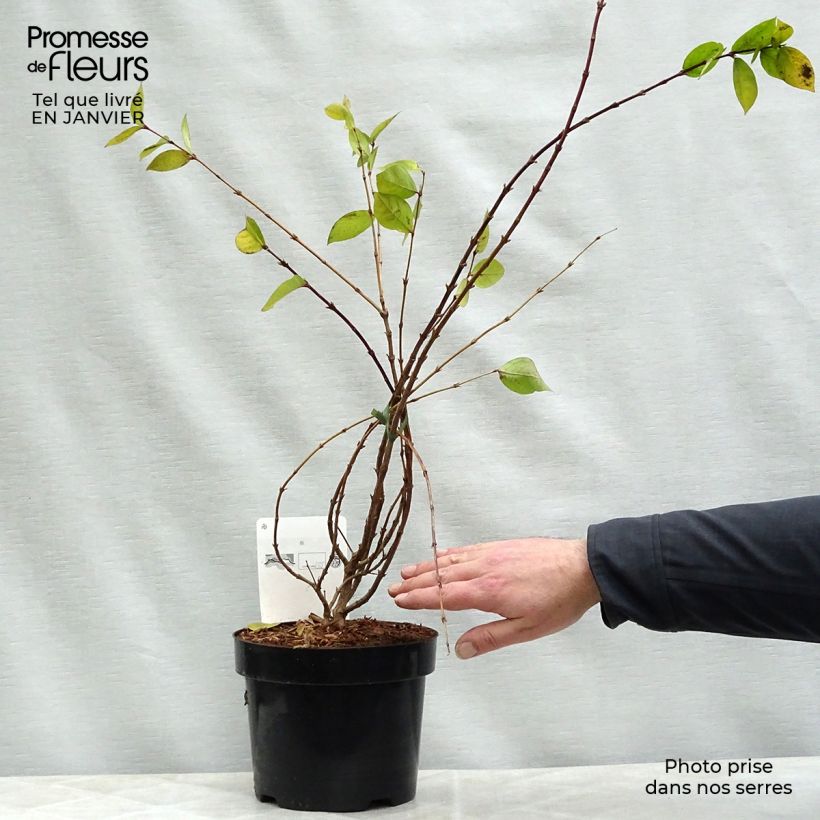 Example of Lonicera fragrantissima - Winterkamperfoelie Pot van 2 l/3 l as you get in hiver