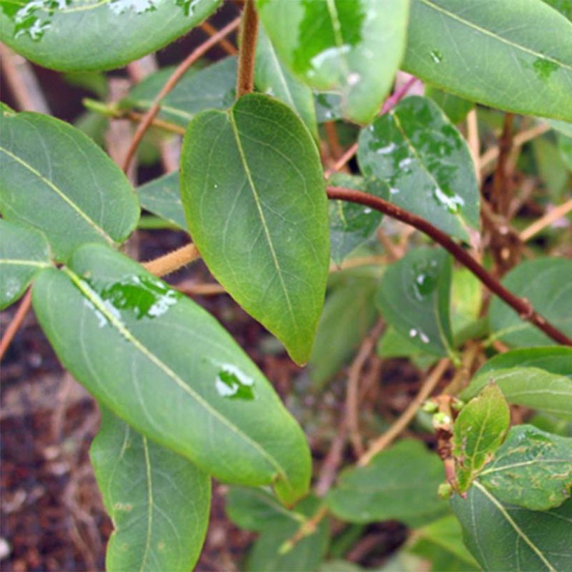 Lonicera henryi - Henry-kamperfoelie (Foliage)
