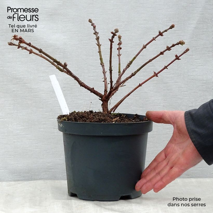 Exemplaar van Honingbes Duet Pot van 1,5 l/2 l, Struik zoals geleverd in de lente