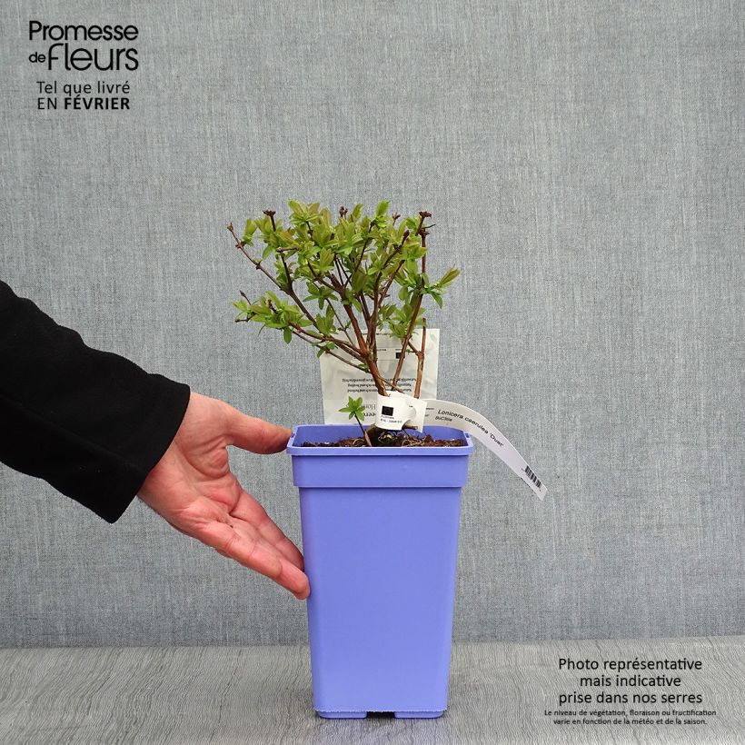 Exemplaar van Honingbes Duet Pot van 1,5 l/2 l, Struik zoals geleverd in de winter