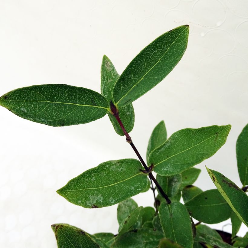 Lonicera kamtschatica Eisbär - Honingbes (Foliage)