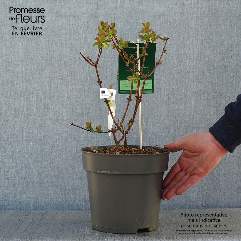 Example of Lonicera kamtschatica Kalinka - Baie de mai Pot van 1,5 l/2 l as you get in hiver