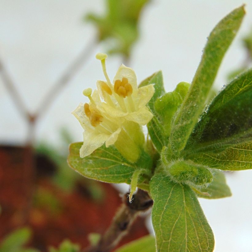 Lonicera kamtschatica Sweet Myberry - Honingbes (Flowering)