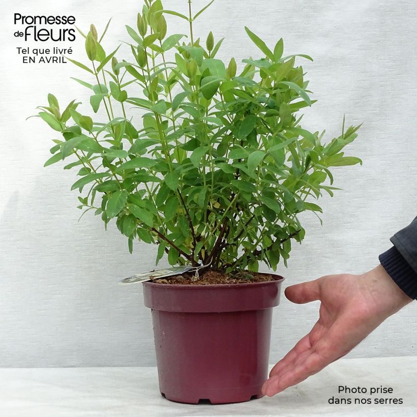 Exemplaar van Lonicera kamtschatica Sweet Myberry - Honingbes Pot van 3 l/4 l, Struik zoals geleverd in de lente