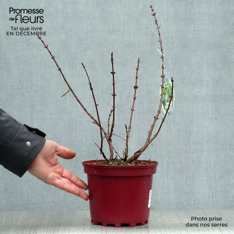 Example of Lonicera kamtschatica Sweet Myberry - Baie de mai Pot van 3 l/4 l as you get in hiver