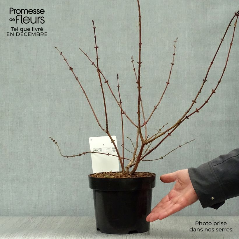 Example of Lonicera kamtschatica Eisbär - Baie de Mai Pot van 1,5 l/2 l as you get in hiver