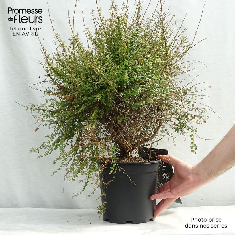 Exemplaar van Lonicera nitida - Chinese kamperfoelie Pot van 3 l/4 l zoals geleverd in de lente