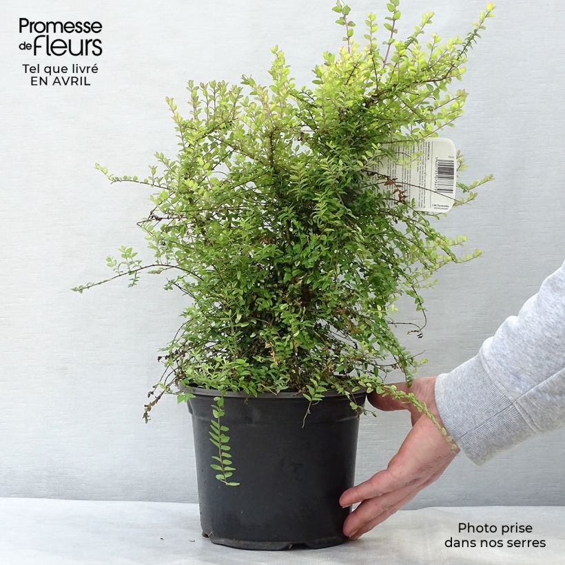 Exemplaar van Lonicera nitida Baggesen's Gold - Chinese kamperfoelie Pot van 2 l/3 l zoals geleverd in de lente