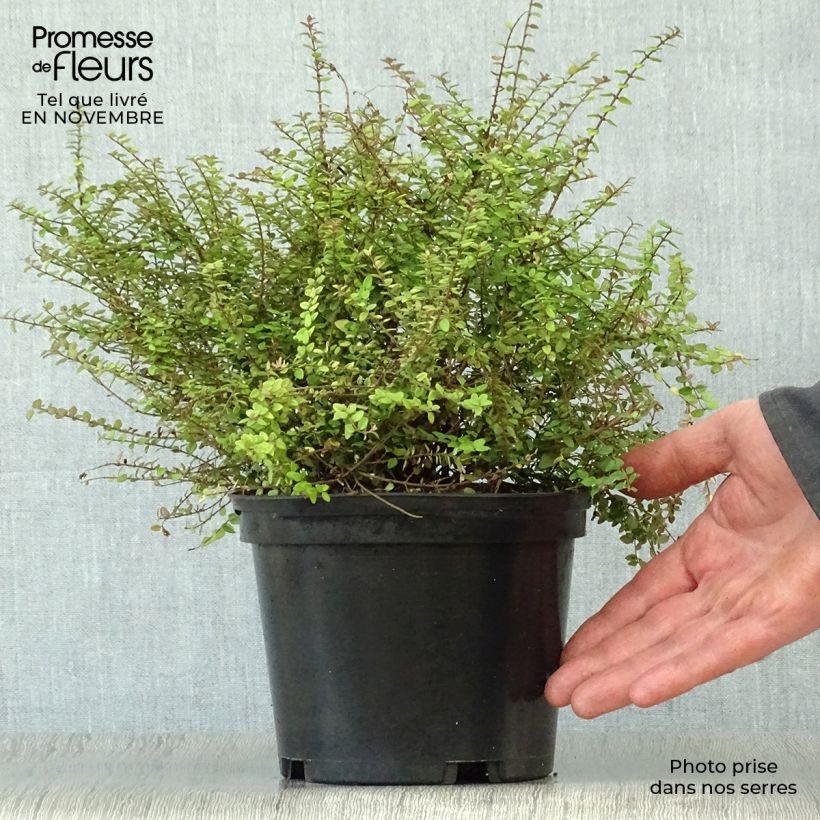 Exemplaar van Lonicera nitida Baggesen's Gold - Chinese kamperfoelie Pot van 2 l/3 l zoals geleverd in de herfst