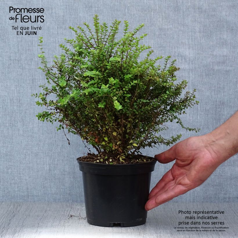 Exemplaar van Lonicera nitida Baggesen's Gold - Chinese kamperfoelie Pot van 2 l/3 l zoals geleverd in de zomer