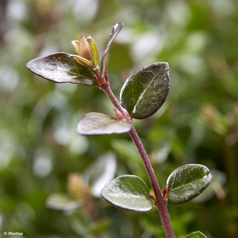 Lonicera nitida Garden Clouds Copper Glow - Chinese kamperfoelie (Blad)