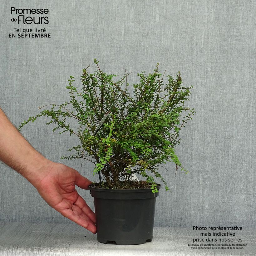 Example of Lonicera nitida Garden Clouds Green Breeze - Chinese kamperfoelie Pot van 4 l/5 l as you get in automne