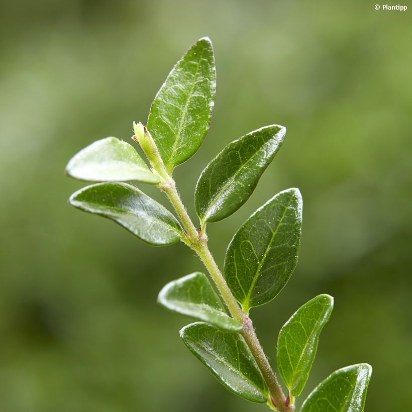 Lonicera nitida Garden Clouds Green Breeze - Chinese kamperfoelie (Blad)