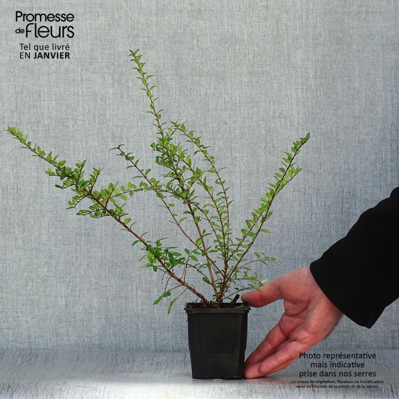 Example of Lonicera nitida Hohenheimer Findling - Chèvrefeuille arbustif Kweekpotje van 8/9 cm as you get in hiver