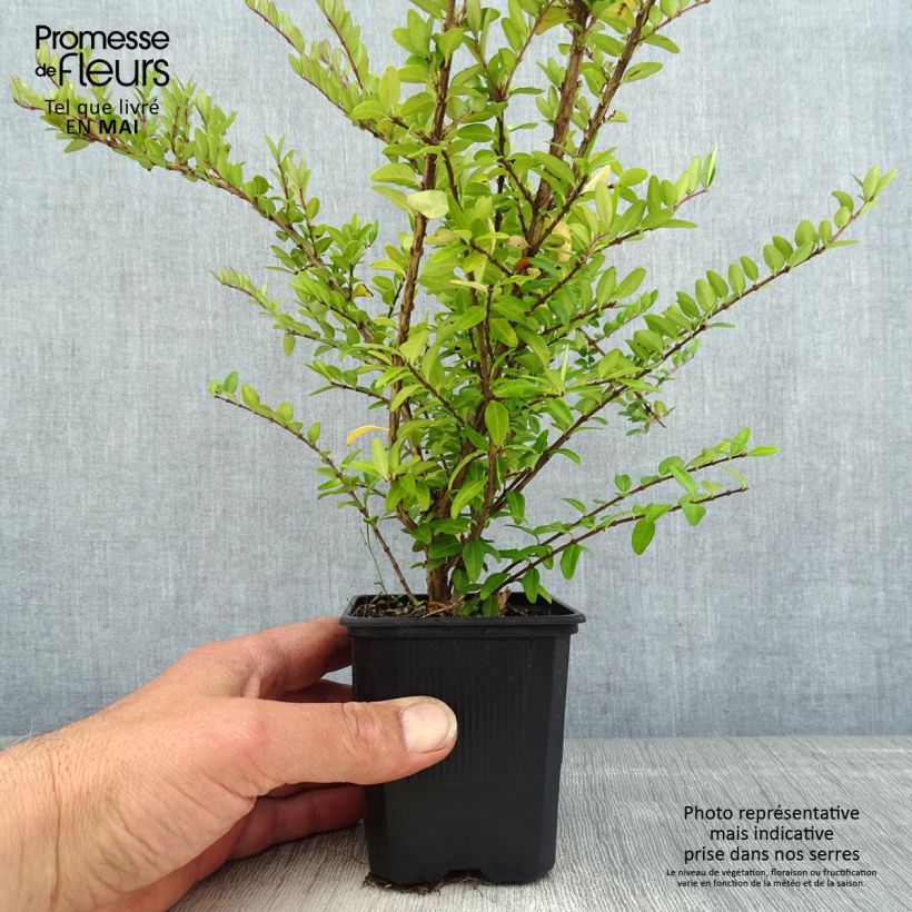 Exemplaar van Lonicera nitida Hohenheimer Findling - Chinese kamperfoelie Kweekpotje van 8/9 cm zoals geleverd in de lente