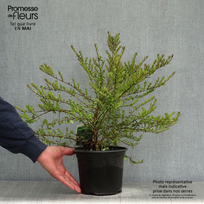 Exemplaar van Lonicera nitida Hohenheimer Findling - Chinese kamperfoelie Pot van 1 l/1,5 l zoals geleverd in de lente