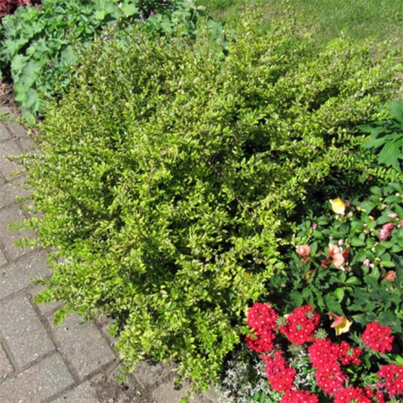 Lonicera nitida Lemon Beauty - Chinese kamperfoelie (Plant habit)