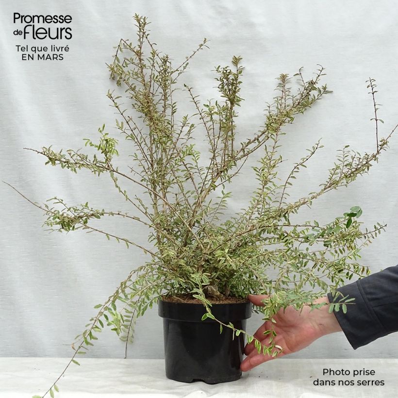 Exemplaar van Lonicera nitida Lemon Beauty - Chinese kamperfoelie Pot van 2 l/3 l zoals geleverd in de lente