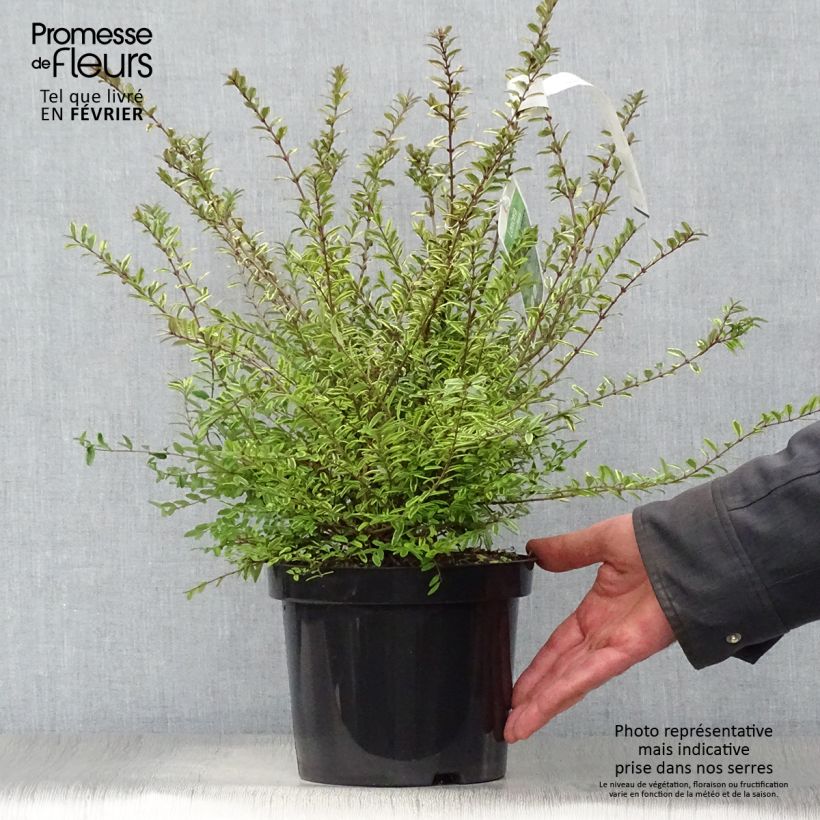 Example of Lonicera nitida Lemon Beauty - Chèvrefeuille arbustif Pot van 2 l/3 l as you get in hiver