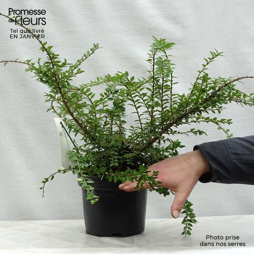 Example of Lonicera nitida Maigrün - Chèvrefeuille arbustif Pot van 1 l/1,5 l as you get in hiver