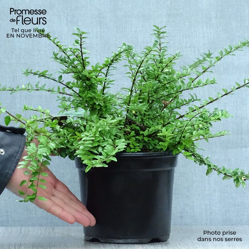 Exemplaar van Lonicera nitida Maigrün - Chinese kamperfoelie Pot van 1 l/1,5 l zoals geleverd in de herfst