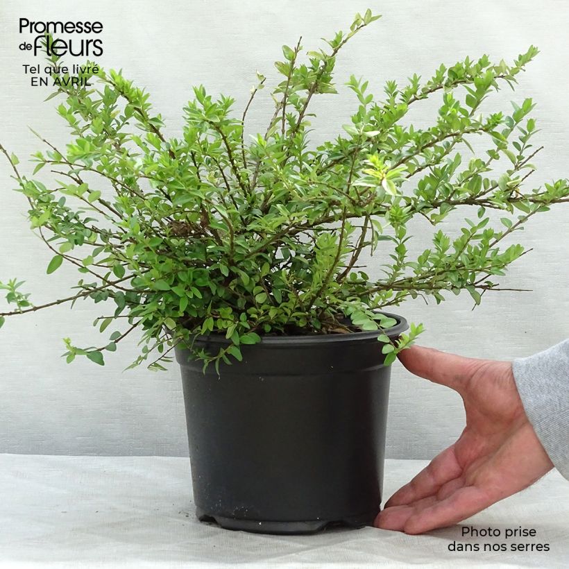 Exemplaar van Lonicera nitida Maigrün - Chinese kamperfoelie Pot van 1 l/1,5 l zoals geleverd in de lente