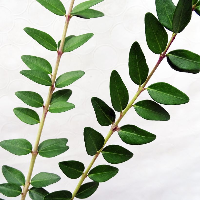 Lonicera nitida Maigrün - Chinese kamperfoelie (Foliage)