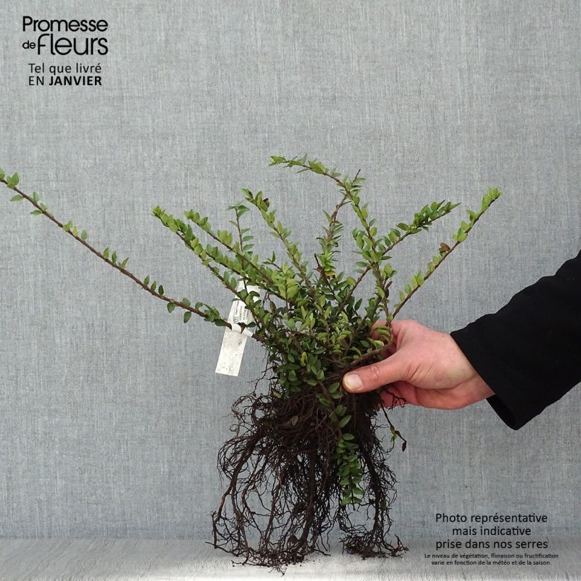 Example of Lonicera nitida Maigrün - Chèvrefeuille arbustif Naakte wortel as you get in hiver