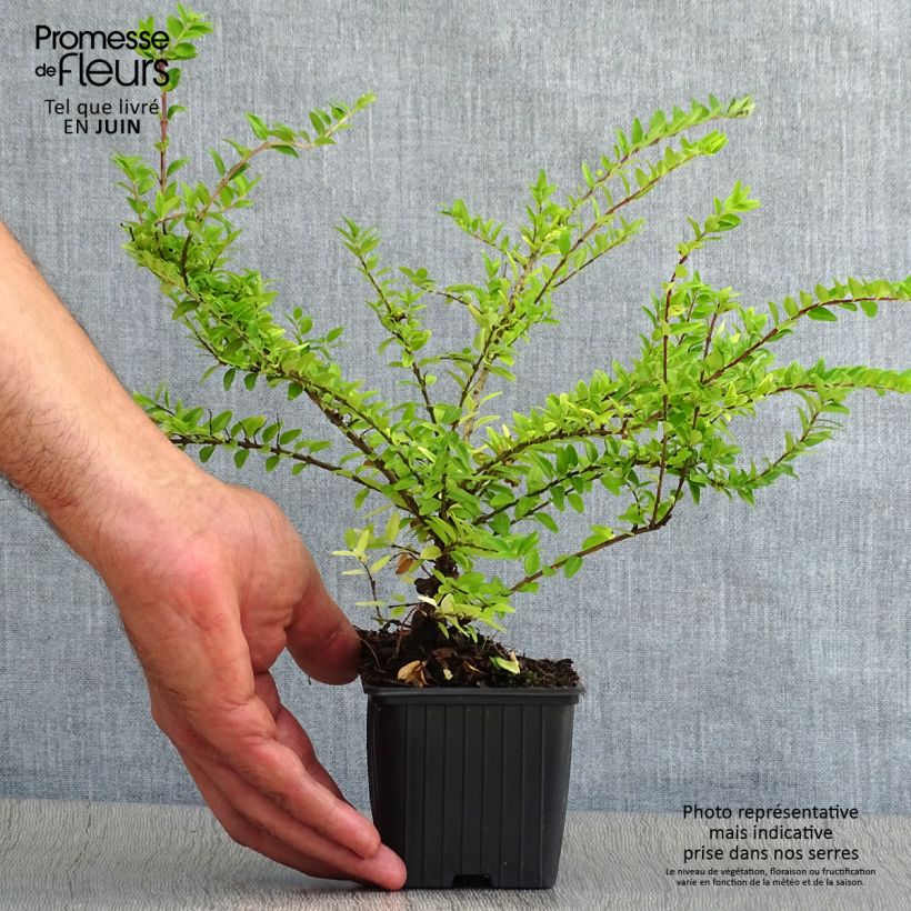 Exemplaar van Lonicera nitida Maigrün - Chinese kamperfoelie Kweekpotje van 8/9 cm zoals geleverd in de zomer