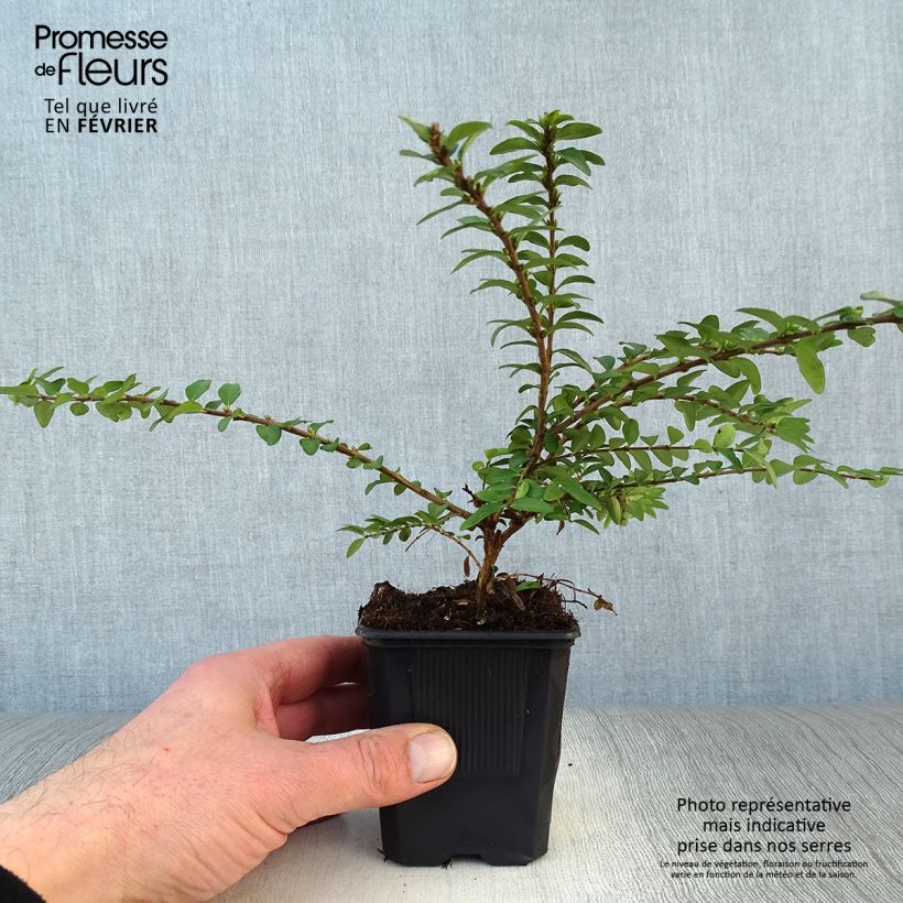 Example of Lonicera nitida Maigrün - Chèvrefeuille arbustif Kweekpotje van 8/9 cm as you get in hiver