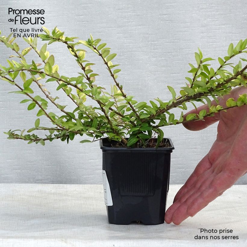 Exemplaar van Lonicera nitida Maigrün - Chinese kamperfoelie Kweekpotje van 8/9 cm zoals geleverd in de lente