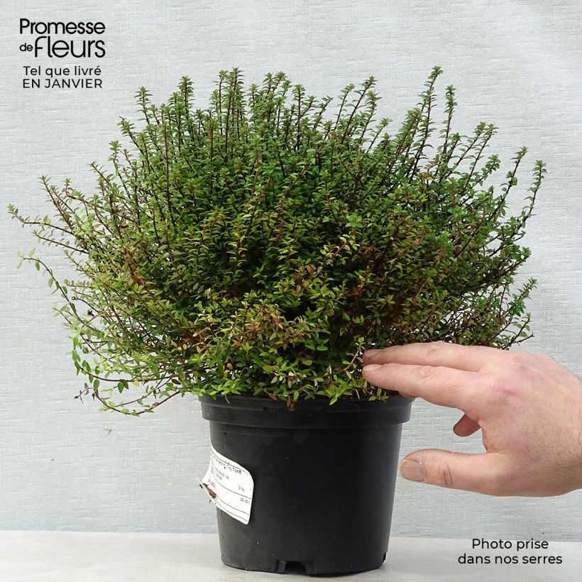 Example of Lonicera nitida Red Tips - Chèvrefeuille à feuilles de buis. Pot van 2 l/3 l as you get in hiver