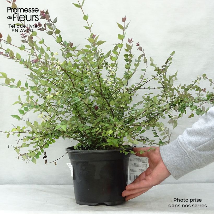 Exemplaar van Lonicera nitida Red Tips - Chinese kamperfoelie Pot van 2 l/3 l zoals geleverd in de lente