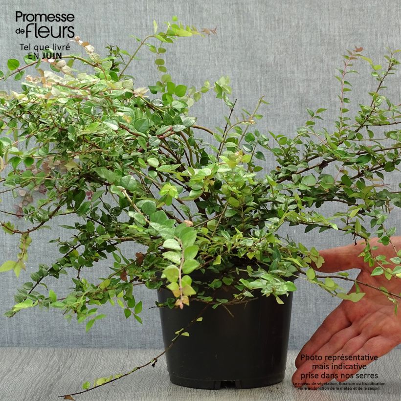 Exemplaar van Lonicera nitida Red Tips - Chinese kamperfoelie Pot van 2 l/3 l zoals geleverd in de zomer