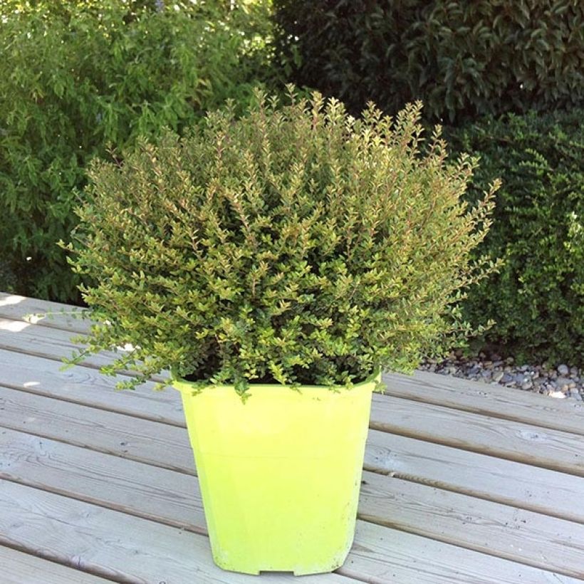 Lonicera nitida Scoop - Chinese kamperfoelie (Plant habit)